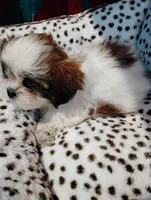 Maggie , a female Shorkie for sale in Adams, WI – 1 of 3