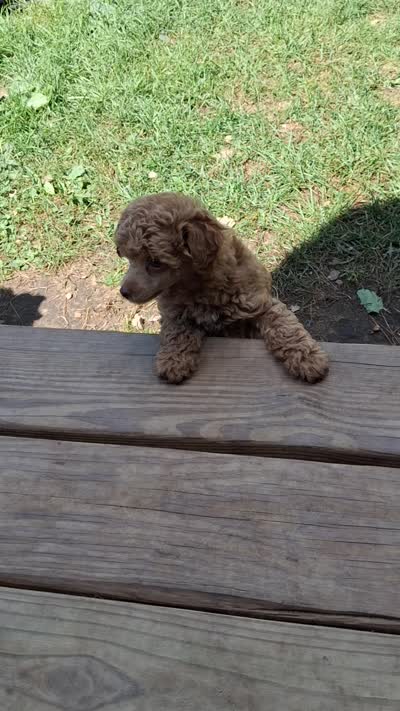 Peanut butter, a male Poodle - Toy  for sale in Adams, WI – 5 of 5