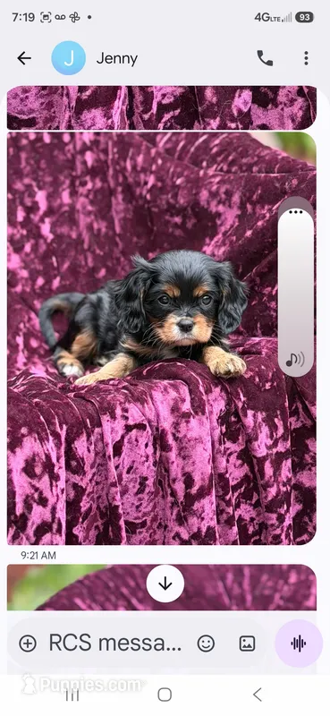 Akc- kayla – Cavalier King Charles Spaniel puppy for sale in Adams, WI