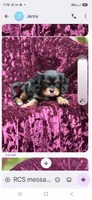 Akc- kayla, a female Cavalier King Charles Spaniel for sale in Adams, WI – 1 of 1