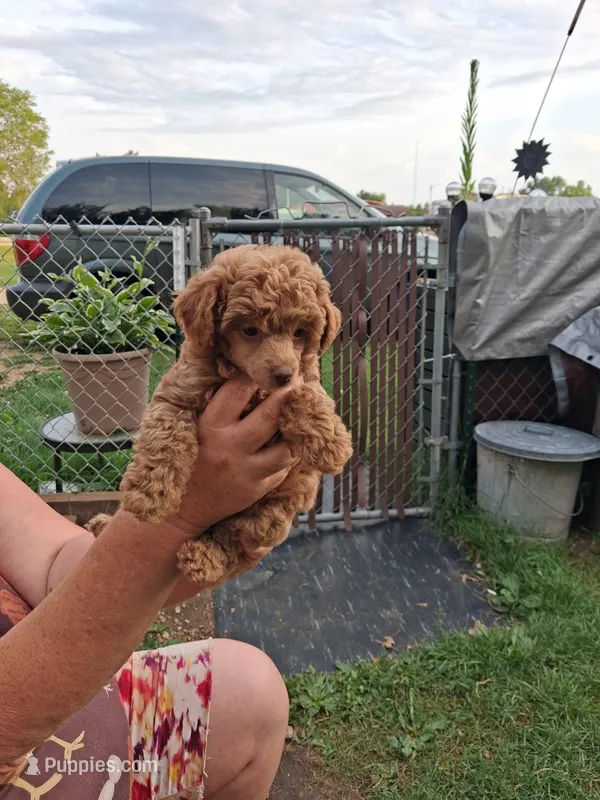 Peanut butter – Poodle - Toy  puppy for sale in Adams, WI