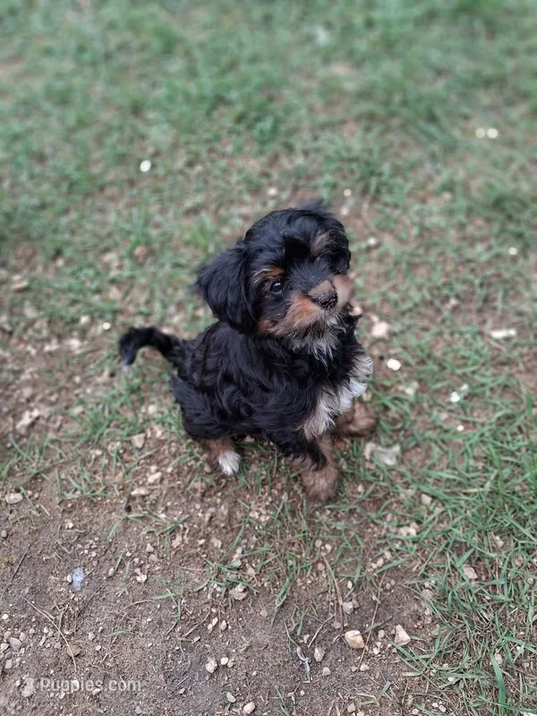 Piper – Morkie puppy for sale in Adams, WI