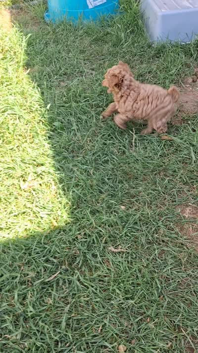 Peanut butter, a male Poodle - Toy  for sale in Adams, WI – 4 of 5