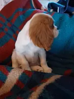 Oliver, a male Cavalier King Charles Spaniel for sale in Adams, WI – 4 of 5