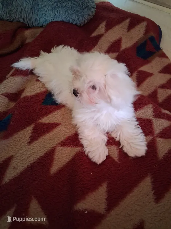 Jayda – Maltese puppy for sale in Adams, WI