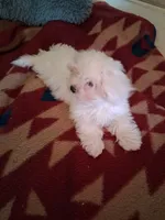 Jayda, a male Maltese for sale in Adams, WI – 1 of 2
