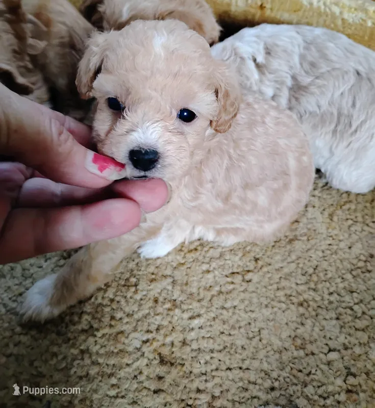 Tina, a female Poodle - Toy  for sale in Adams, WI – Photo 1 of 1