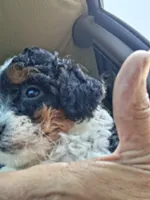 Jackie , a female Cavapoo and Poodle - Toy  for sale in Adams, WI – 2 of 4