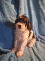Josie , a female Cavapoo and Poodle - Toy  for sale in Adams, WI – 7 of 7