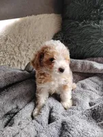 Stevie, a male Poodle - Toy  for sale in Adams, WI – Photo 5 of 5