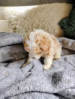 Stevie, a male Poodle - Toy  for sale in Adams, WI – Photo 3 of 5