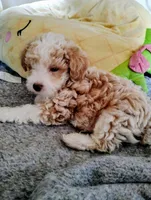 Stevie, a male Poodle - Toy  for sale in Adams, WI – Photo 1 of 5