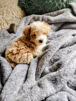 Stevie, a male Poodle - Toy  for sale in Adams, WI – Photo 4 of 5