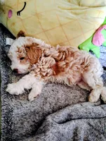 Stevie, a male Poodle - Toy  for sale in Adams, WI – Photo 2 of 5