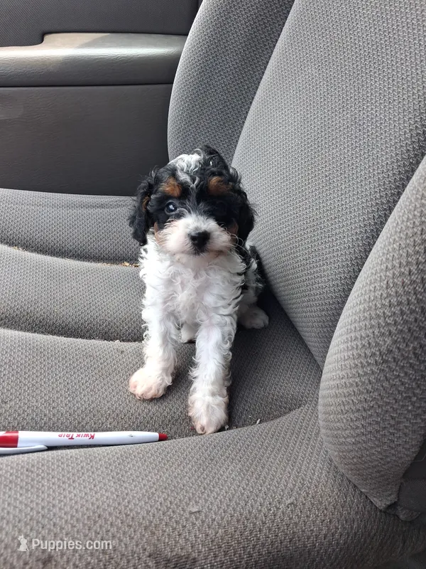 Jackie  – Cavapoo, Poodle - Toy  puppy for sale in Adams, WI