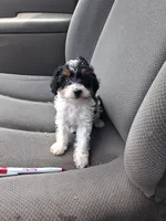 Jackie , a female Cavapoo and Poodle - Toy  for sale in Adams, WI – 1 of 4