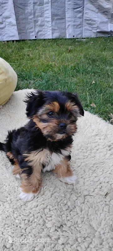 Katie – Shorkie puppy for sale in Adams, WI