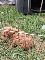 Peanut butter, a male Poodle - Toy  for sale in Adams, WI – 2 of 3