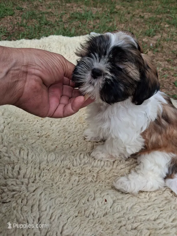 Ozz – Shih Tzu puppy for sale in Adams, WI