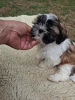 Ozz, a male Shih Tzu for sale in Adams, WI – 3 of 3