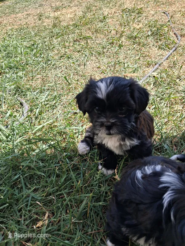 Slippers – Shih Tzu puppy for sale in Adams, WI