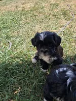 Slippers, a female Shih Tzu for sale in Adams, WI – 1 of 1