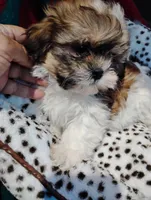 Sally , a female Shorkie for sale in Adams, WI – Photo 3 of 4