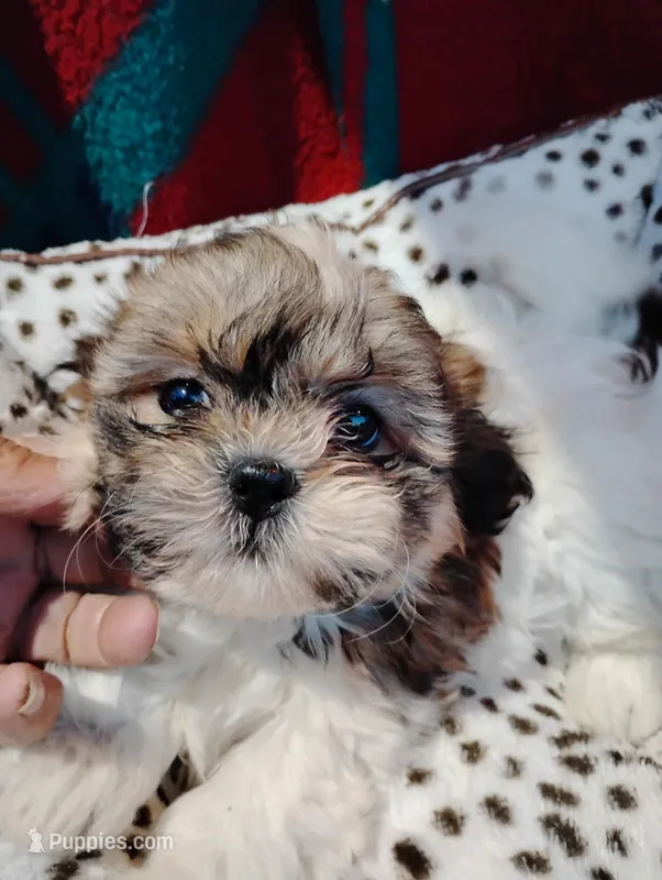 Sally  – Shorkie puppy for sale in Adams, WI