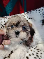 Sally , a female Shorkie for sale in Adams, WI – Photo 1 of 4