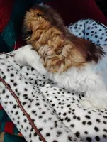 Sally , a female Shorkie for sale in Adams, WI – Photo 4 of 4