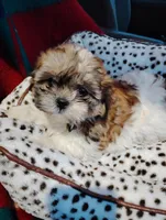Sally , a female Shorkie for sale in Adams, WI – Photo 2 of 4