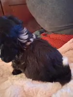 4/paws, a female Shih Tzu for sale in Adams, WI – 2 of 3
