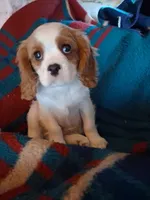 Oliver, a male Cavalier King Charles Spaniel for sale in Adams, WI – 2 of 5