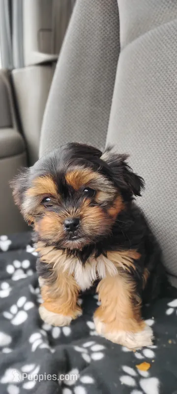 Katie – Shorkie puppy for sale in Adams, WI