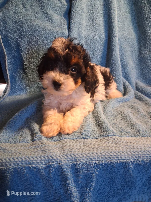Jackie  – Cavapoo, Poodle - Toy  puppy for sale in Adams, WI