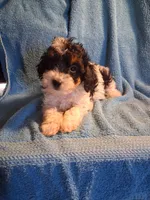 Josie , a female Cavapoo and Poodle - Toy  for sale in Adams, WI – 1 of 7