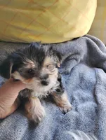 Oscar, a male Morkie for sale in Adams, WI – Photo 2 of 3