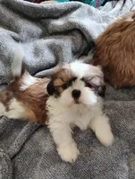 Ginger, a female Shih Tzu for sale in Adams, WI – Photo 1 of 7