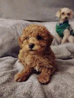 Red, a female Poodle - Toy  for sale in Adams, WI – Photo 3 of 5