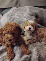 Red, a female Poodle - Toy  for sale in Adams, WI – Photo 4 of 5