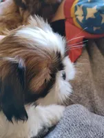 Ginger, a female Shih Tzu for sale in Adams, WI – Photo 5 of 7