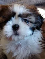 Ginger, a female Shih Tzu for sale in Adams, WI – Photo 4 of 7