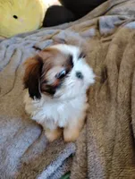 Ginger, a female Shih Tzu for sale in Adams, WI – Photo 6 of 7