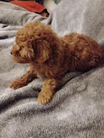 Red, a female Poodle - Toy  for sale in Adams, WI – Photo 2 of 5