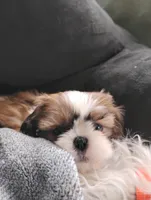 Ginger, a female Shih Tzu for sale in Adams, WI – Photo 3 of 7