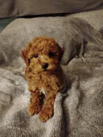 Red, a female Poodle - Toy  for sale in Adams, WI – Photo 1 of 5