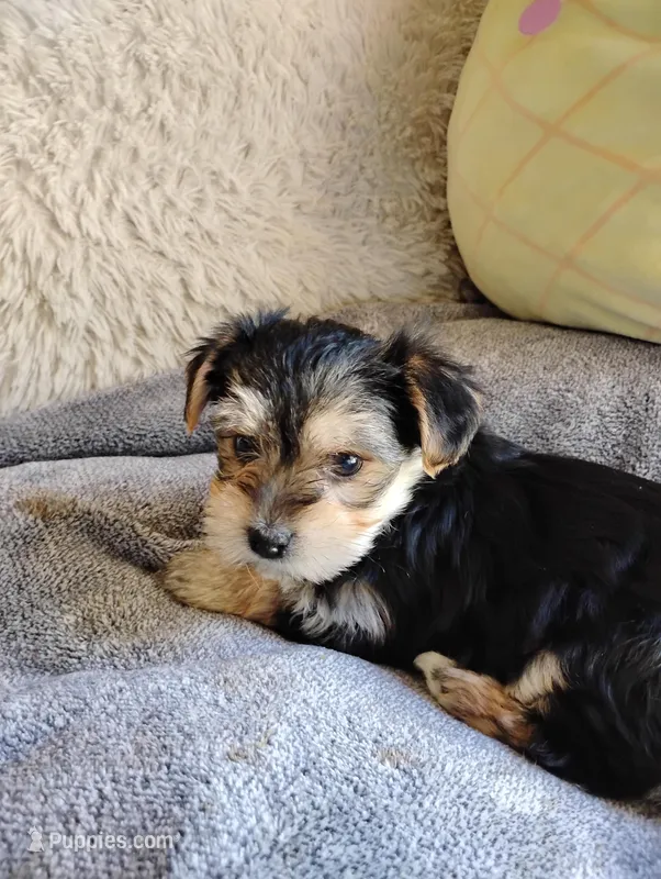 Oscar, a male Morkie for sale in Adams, WI – Photo 1 of 3