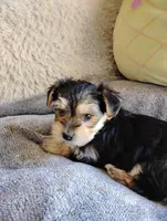 Oscar, a male Morkie for sale in Adams, WI – Photo 1 of 3