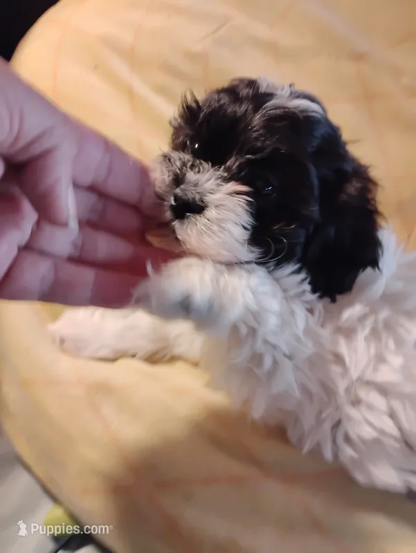 Bobby – Shihpoo puppy for sale in Adams, WI