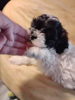 Bobby, a male Shihpoo for sale in Adams, WI – 1 of 6